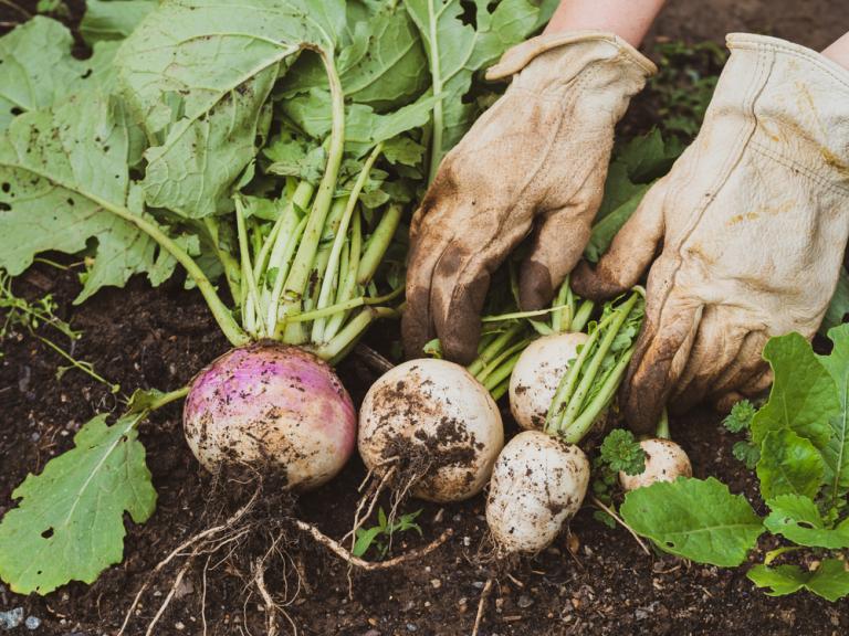 What vegetables to harvest in January