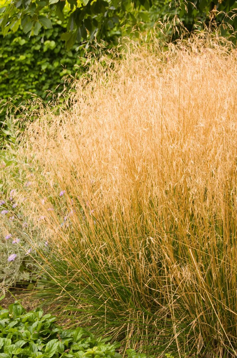 Deschampsia ‘Goldschlier