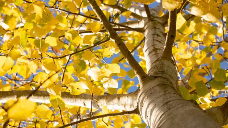 Aspen (Populus tremula)