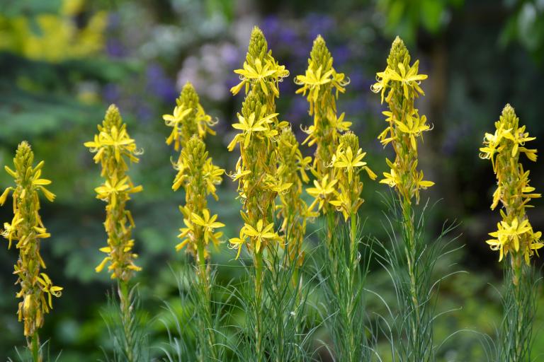 Asphodeline Lutea 