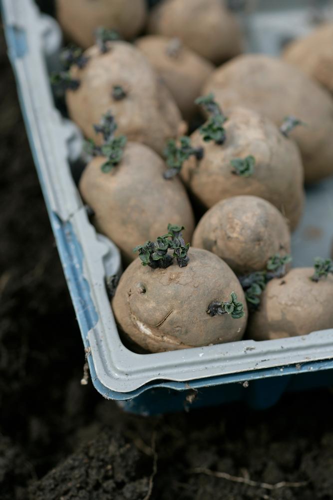 Vegetable plant maintenance in February