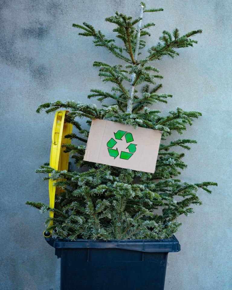 Recycling your real Christmas trees