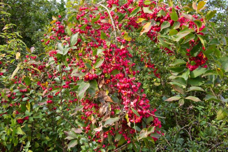 Spindle (Euonymus europaeus)