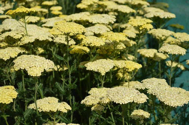 Achillea 'Safran’