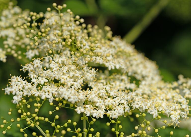 Elder (Sambucus Nigra)