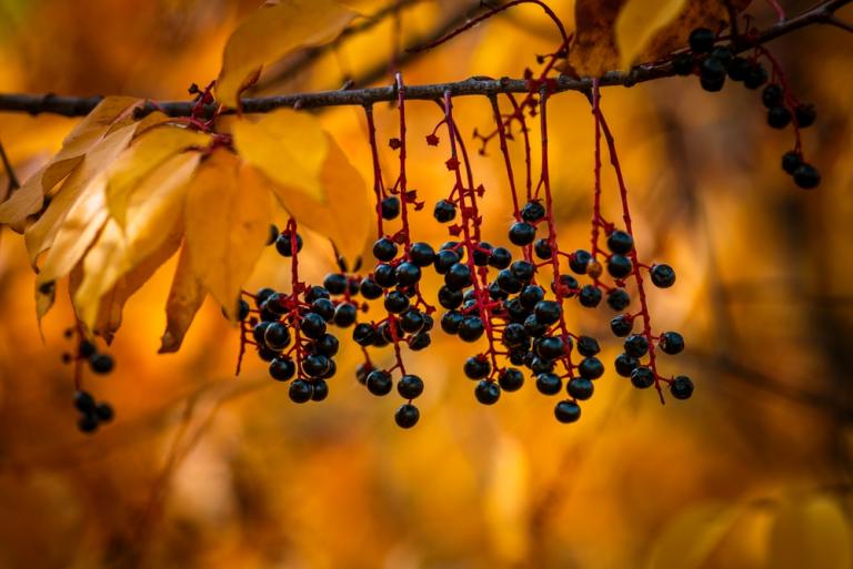 Bird Cherry (Prunus padus)