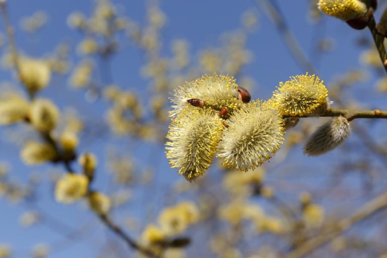 Goat Willow (Salix caprea)