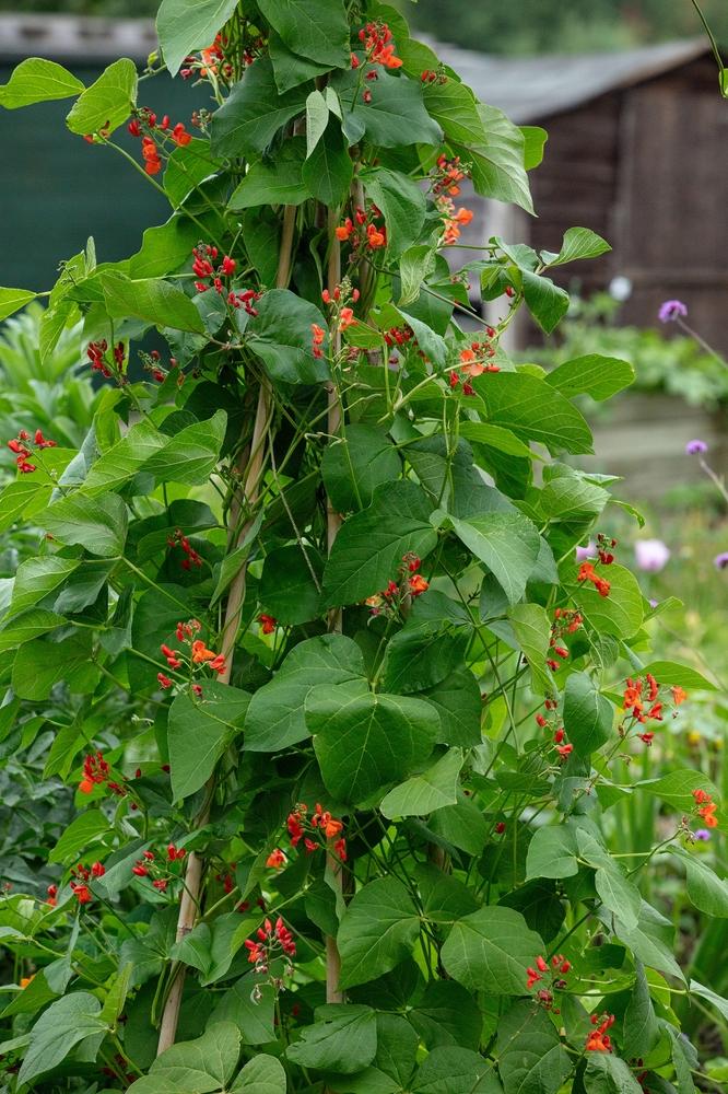 What vegetables to harvest in August