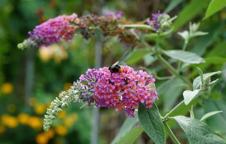 Buddleja 'Flower Power’