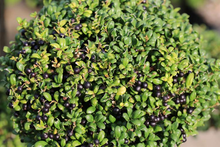 Ilex crenata