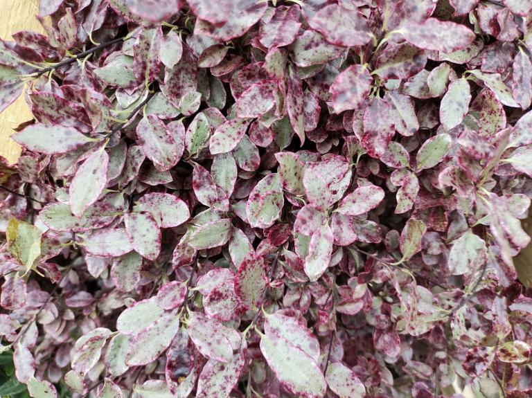 Pittosporum tenuifolium