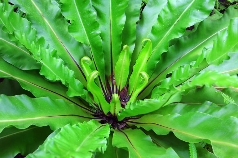 Asplenium Scolopendrium
