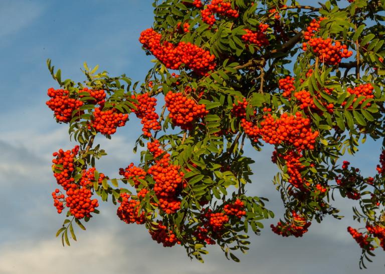 Rowan (Sorbus aucuparia)