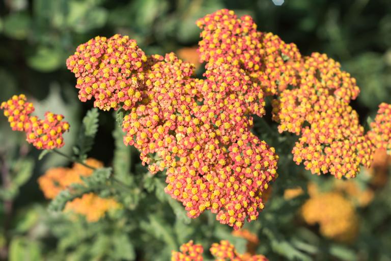 Achillea 'Walther Funcke'