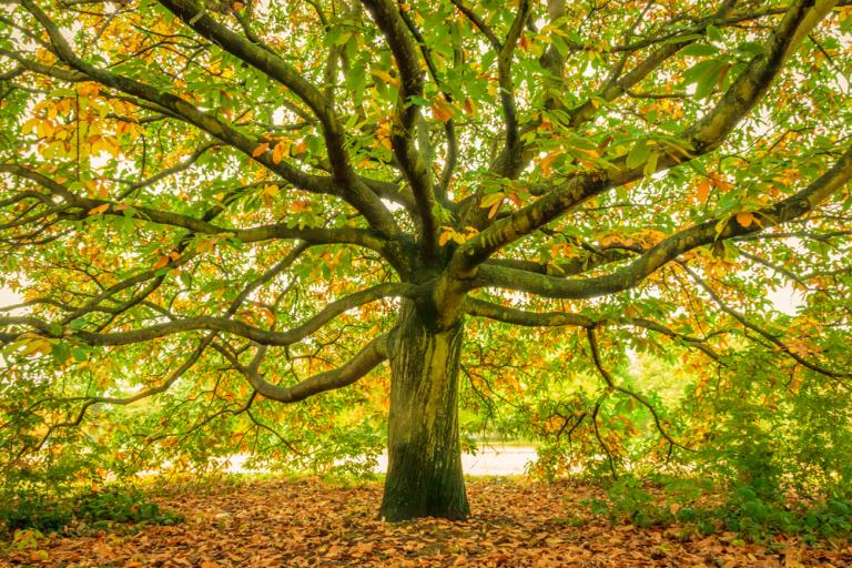 National Trust Tree and Hedgerow Collection