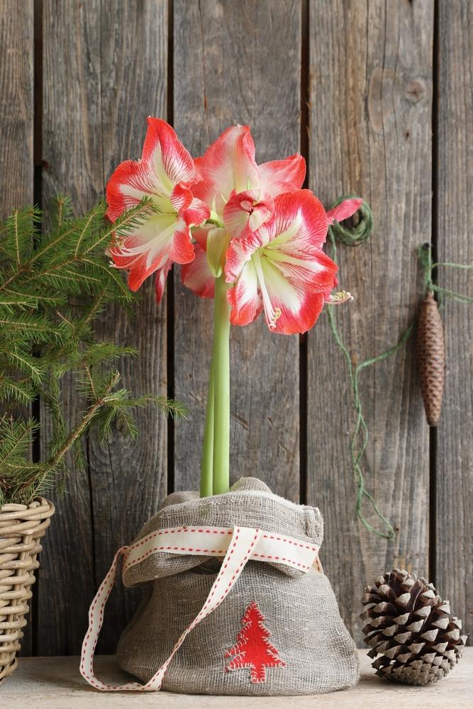 How to care for Amaryllis