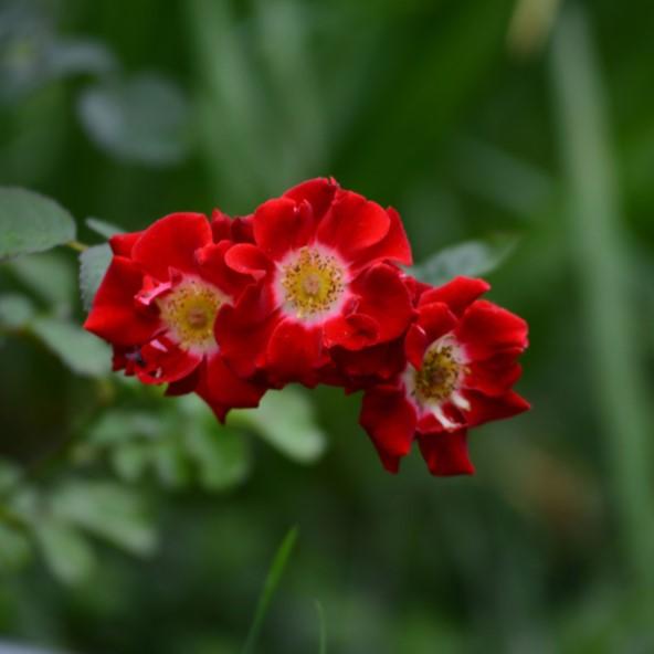 Rosa Biddulph Grange 