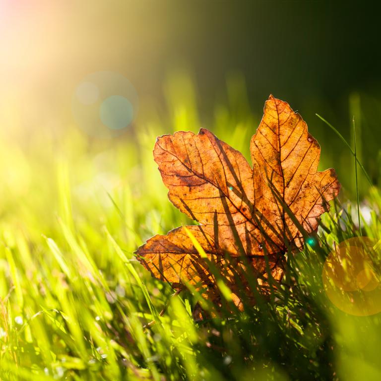lawn