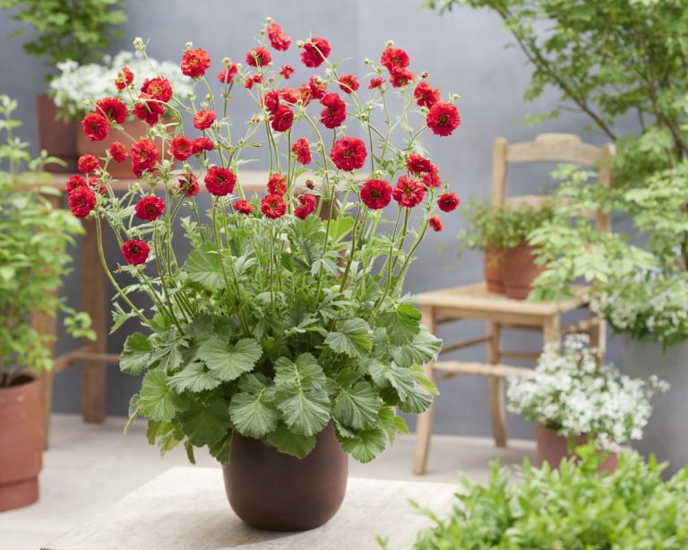 Geum FireStarter© Proven Winners® Color Choice®