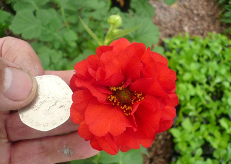 geum