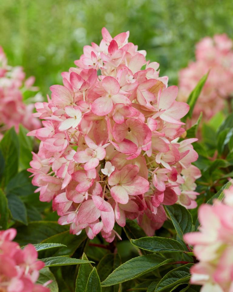Hydrangea, Groundbreaker® Blush™ 