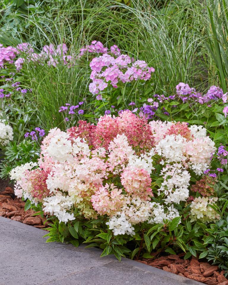 What makes this Hydrangea so special?
