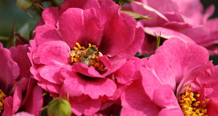 Don't miss us at RHS Hampton Court Garden Festival!