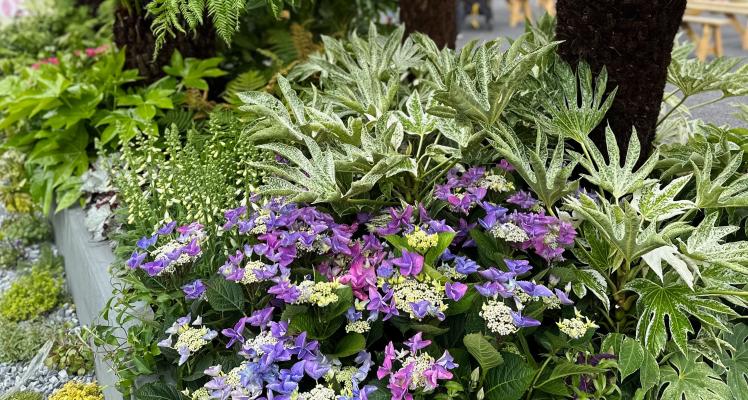  The 'Urban Garden Area' at BBC Gardeners' World Live - Sponsored by Blue Diamond