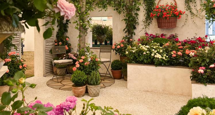 Fryer's Roses are Pure Gold! Our Gold Medal winning exhibit...