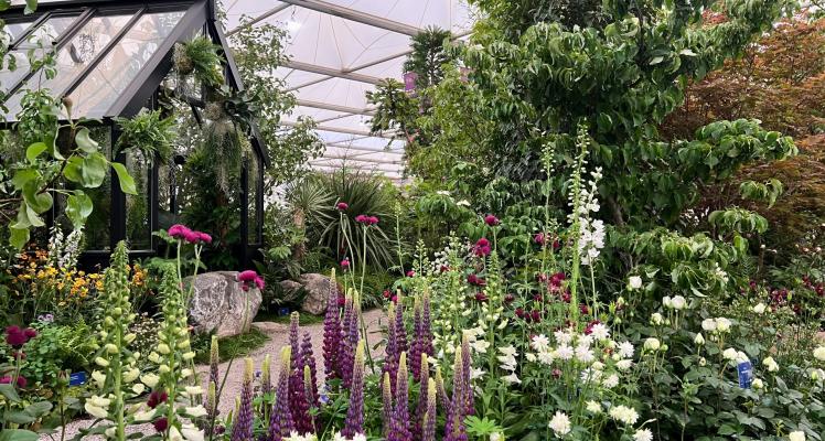 Blue Diamond Garden Centres Wins Gold at RHS Chelsea Flower Show