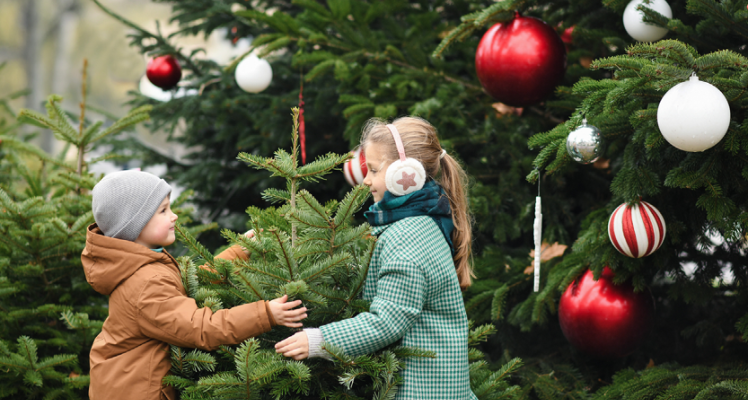 Real cut Christmas trees have arrived!