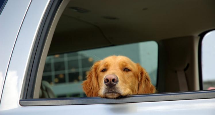 Bringing your dogs in hot weather...