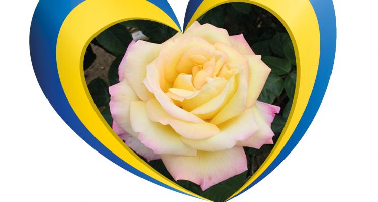  The Peace Rose - Supporting Ukraine