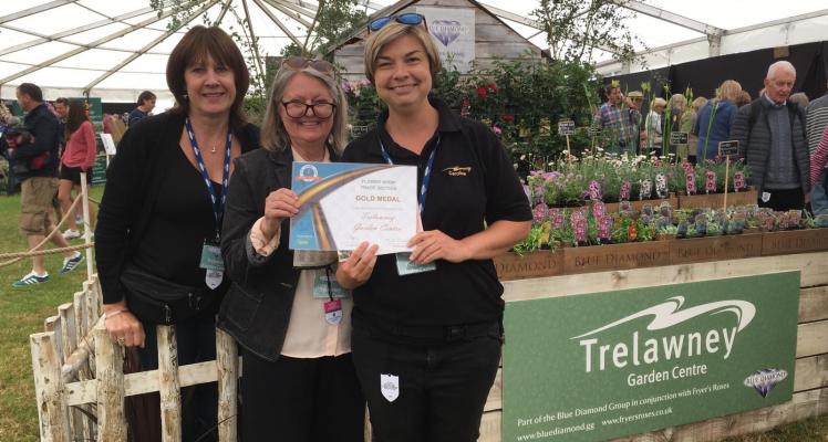 Gold for Blue Diamond at the Flower Show at the Royal Cornwall Show