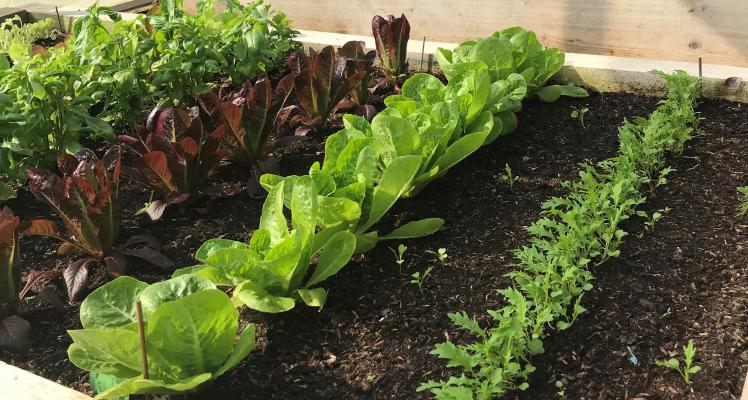 From garden to plate by Stooks at Newbridge 