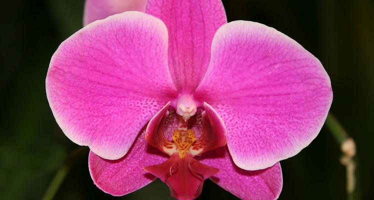 Eco-Orchids
