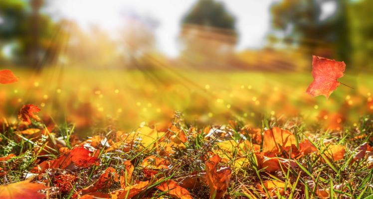 October Gardening Hints and Tips