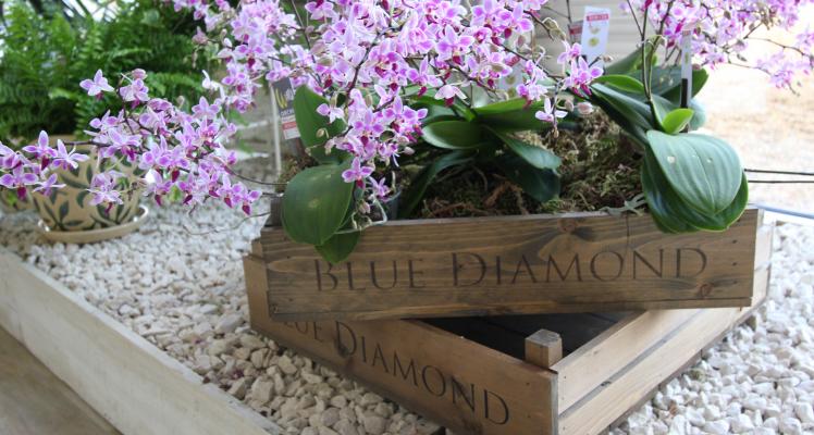 Blue Diamond Reports Record Profits for 2015