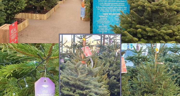 Choosing your real Christmas tree!