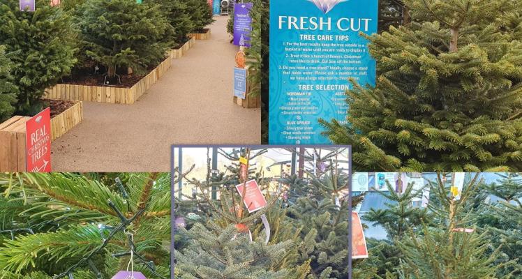 Real Christmas trees - Now in stock!