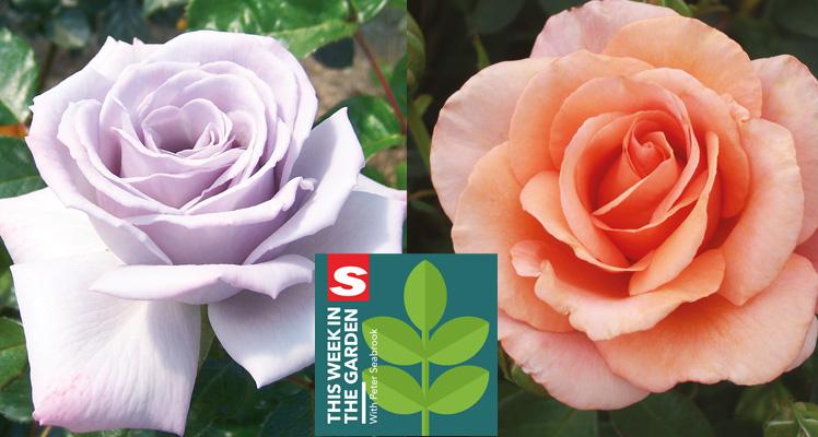 Jill Kerr Talks Fryer S Roses In The Garden Blue Diamond