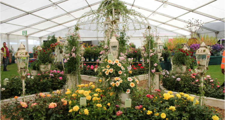 Fryer S Come Up Roses At 2017 Rhs Shows