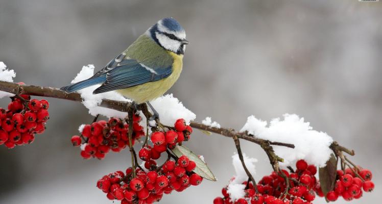 Feed the birds