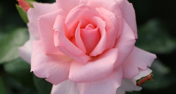 Fryer’s Roses to launch a New Rose at RHS Flower Show Tatton Park 2022