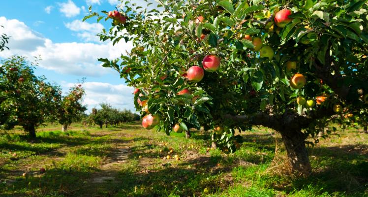 September Gardening Hints and Tips