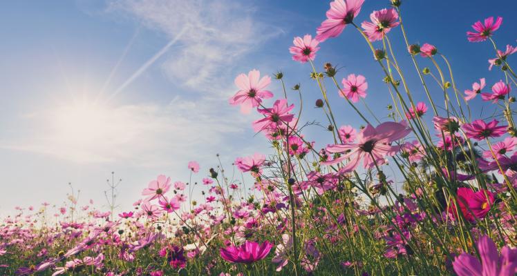 April Gardening Hints and Tips
