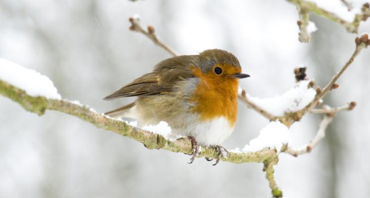 December Gardening Hints and Tips