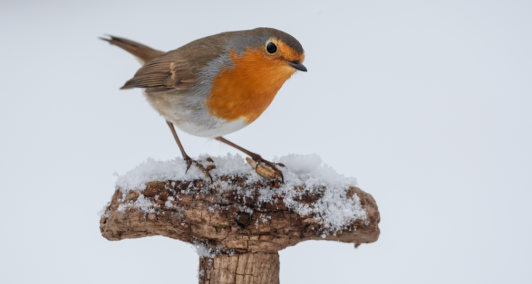 Looking after our feathered friends...