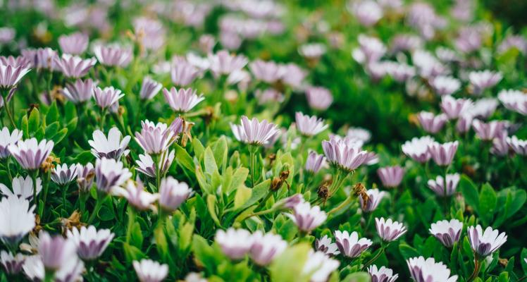 March Gardening Hints and Tips