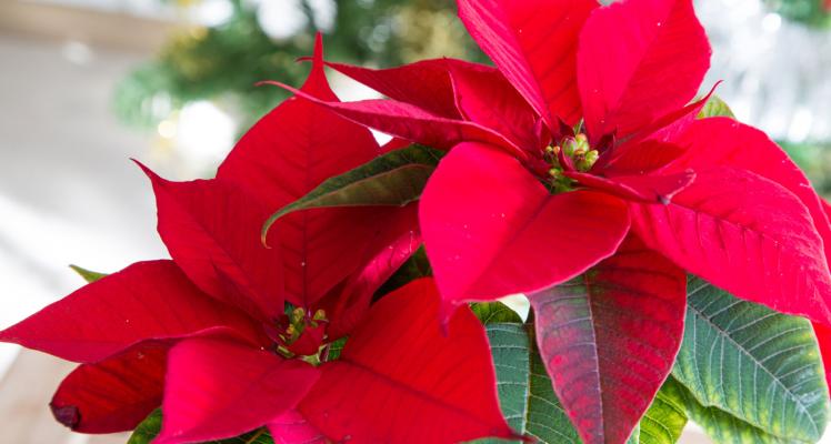 Festive House Plant Care Guide